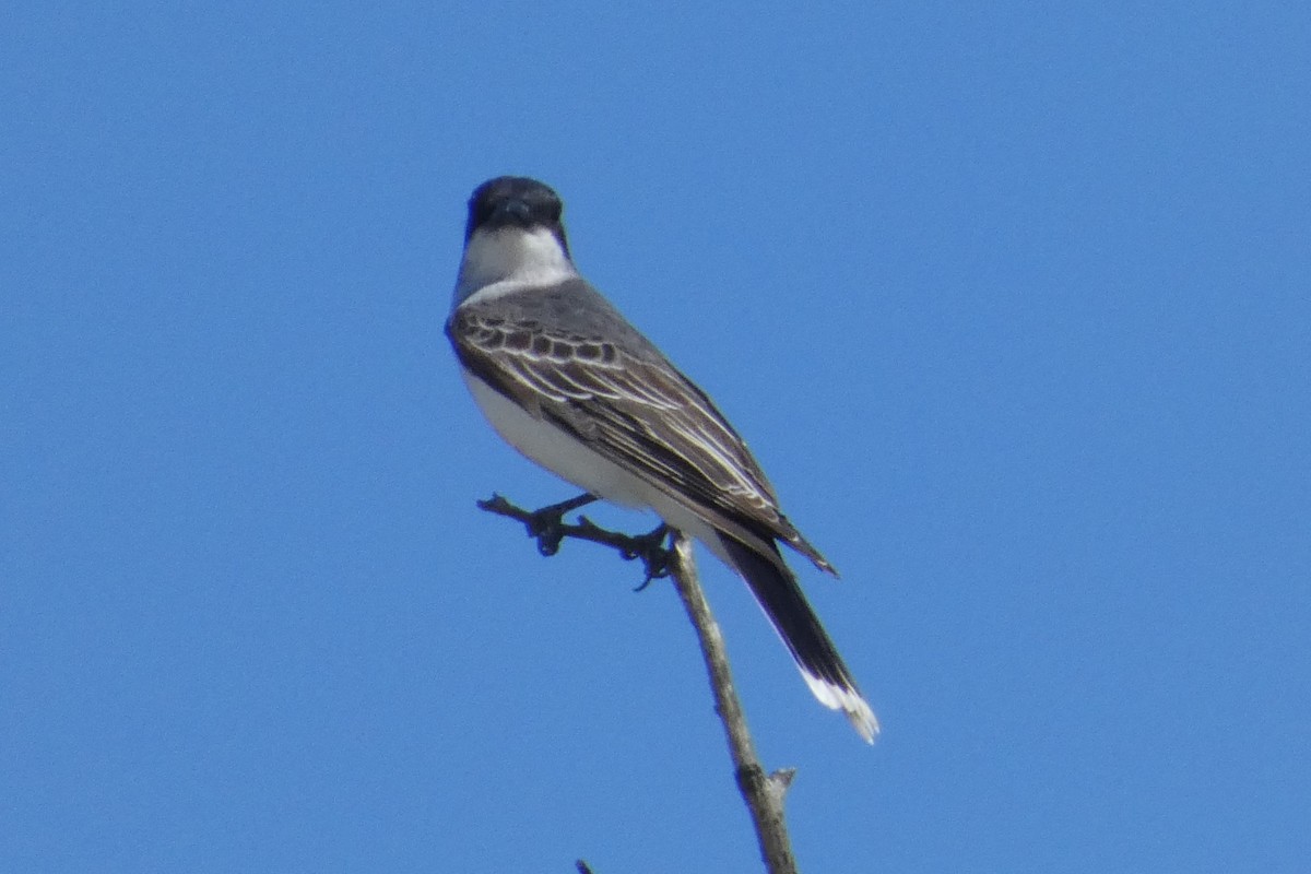 Eastern Kingbird - ML620005678