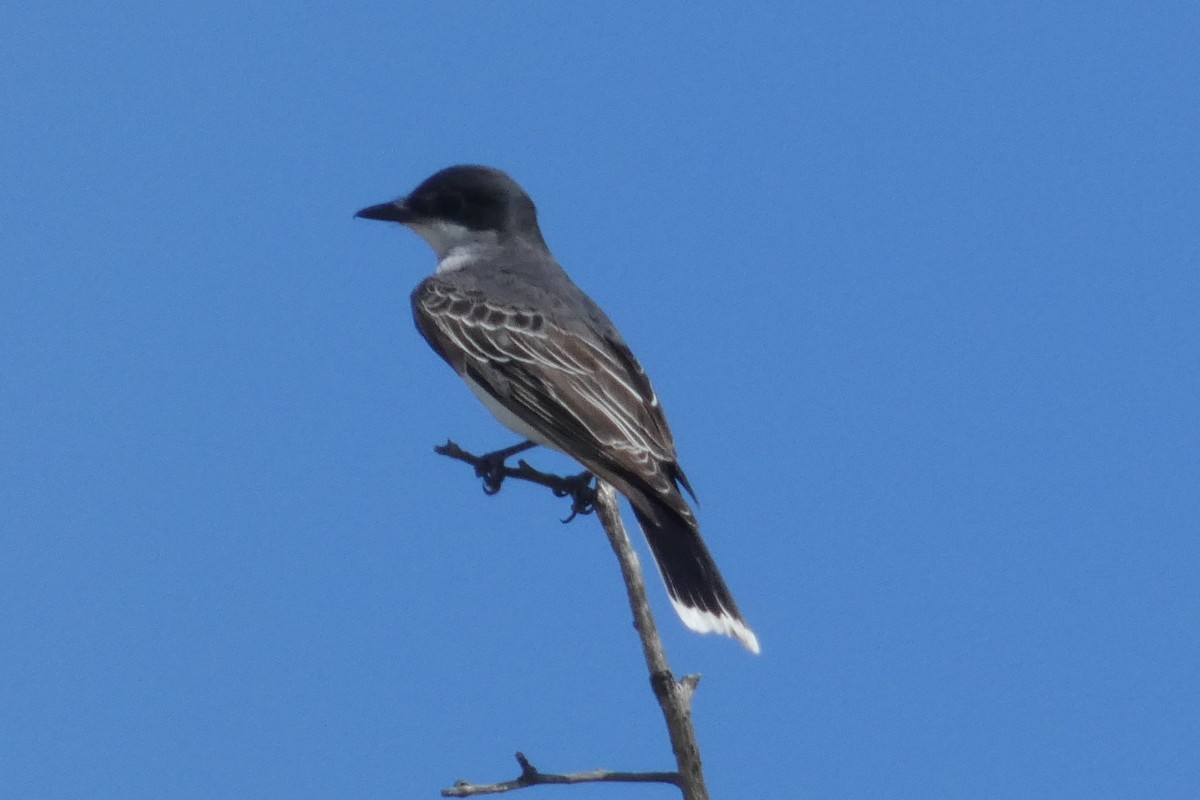 Eastern Kingbird - ML620005679