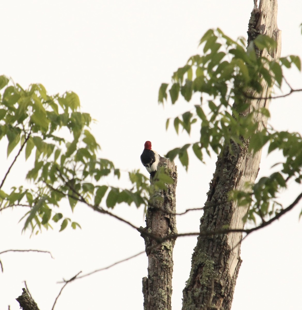 Red-headed Woodpecker - ML620005690