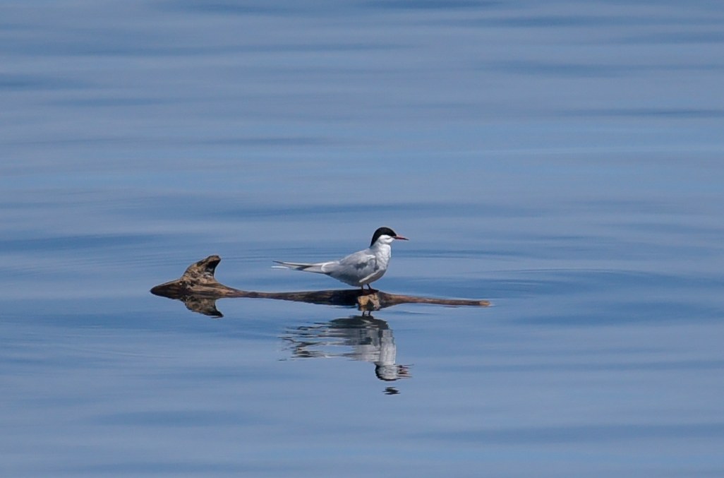 Arctic Tern - ML620005691