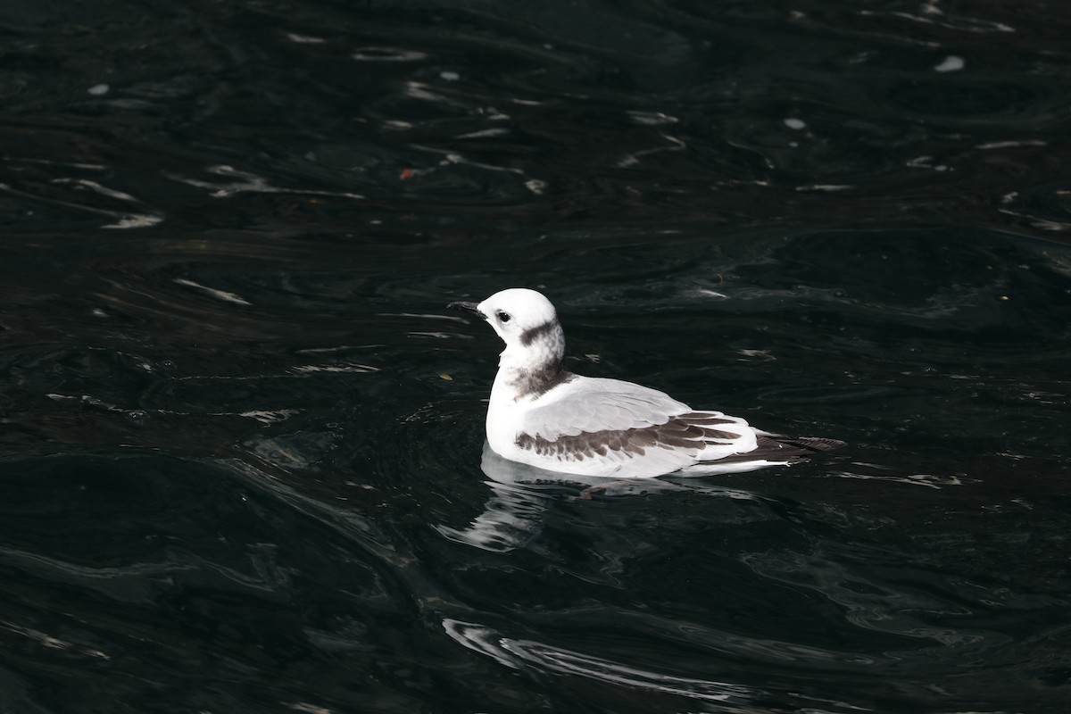 Black-legged Kittiwake - ML620005692