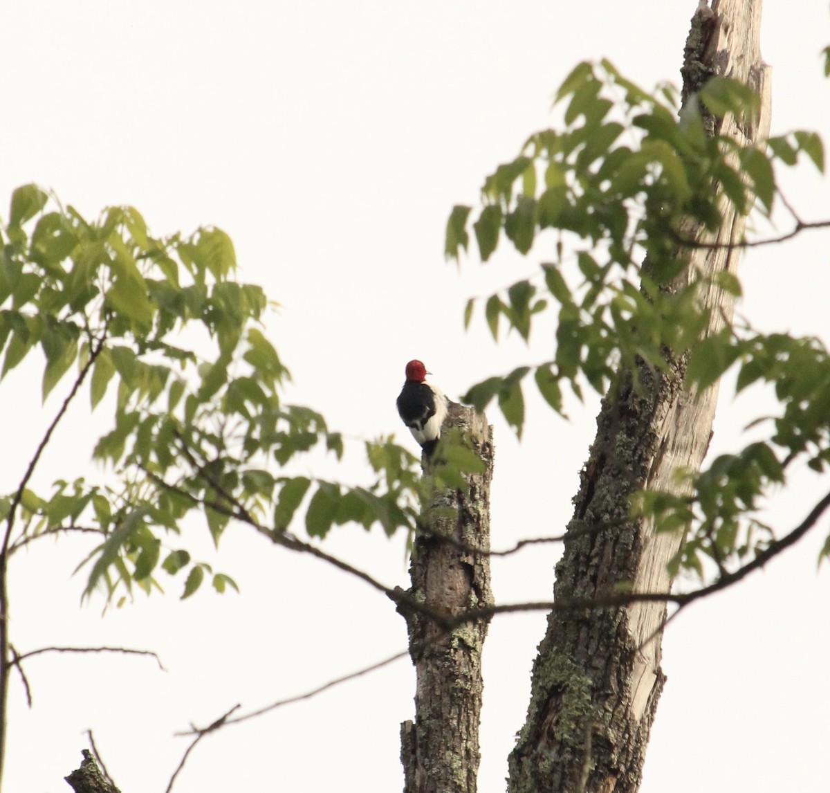 Pic à tête rouge - ML620005693