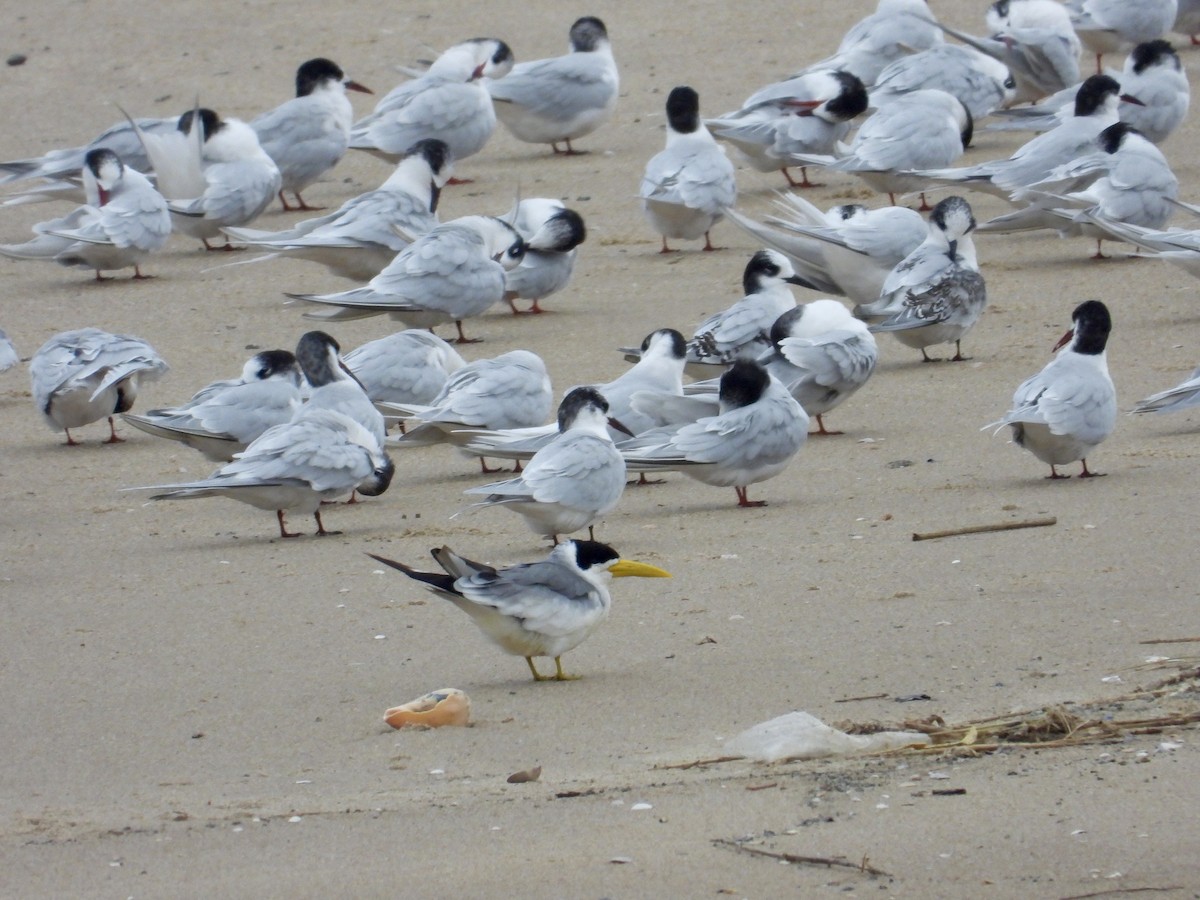 Large-billed Tern - ML620005695