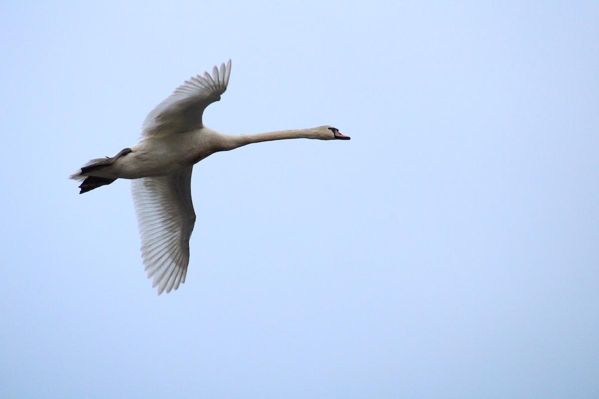 Cygne tuberculé - ML620005703