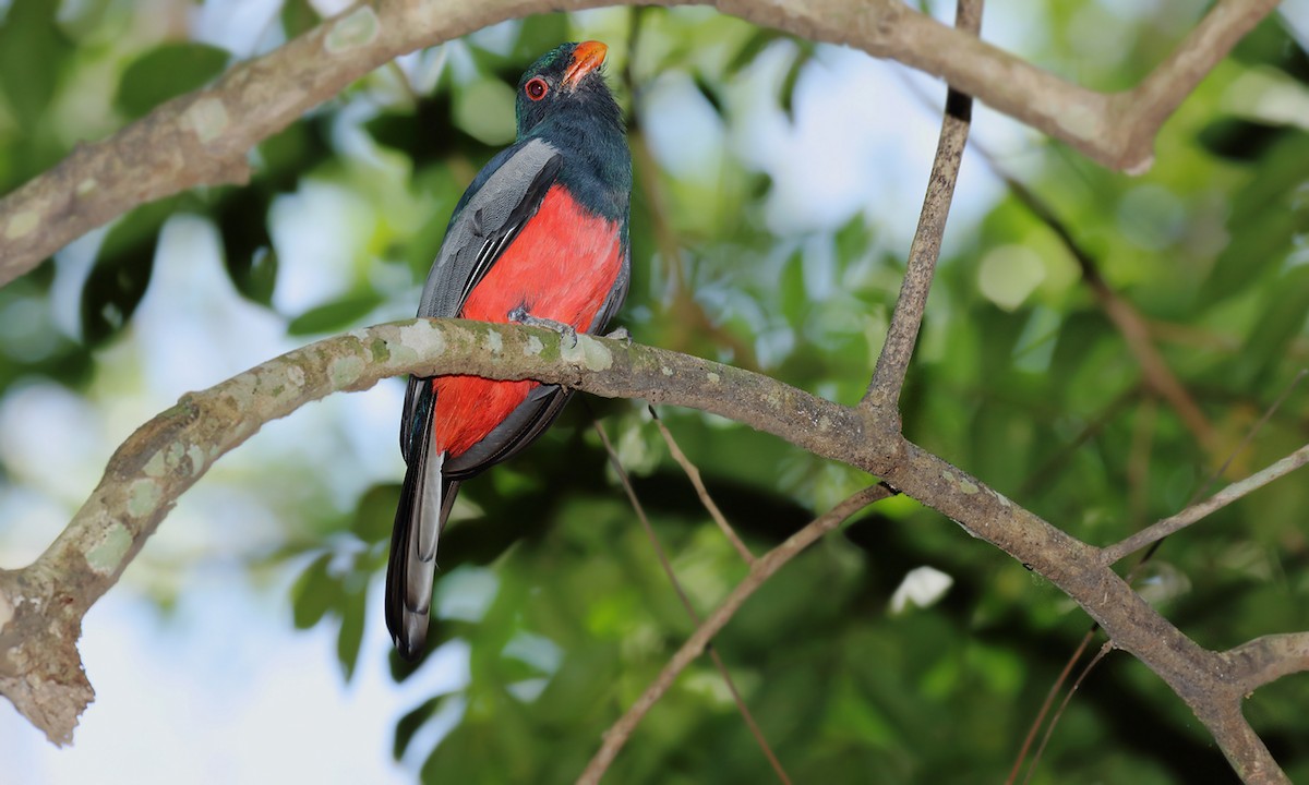 Slaty-tailed Trogon - ML620005706