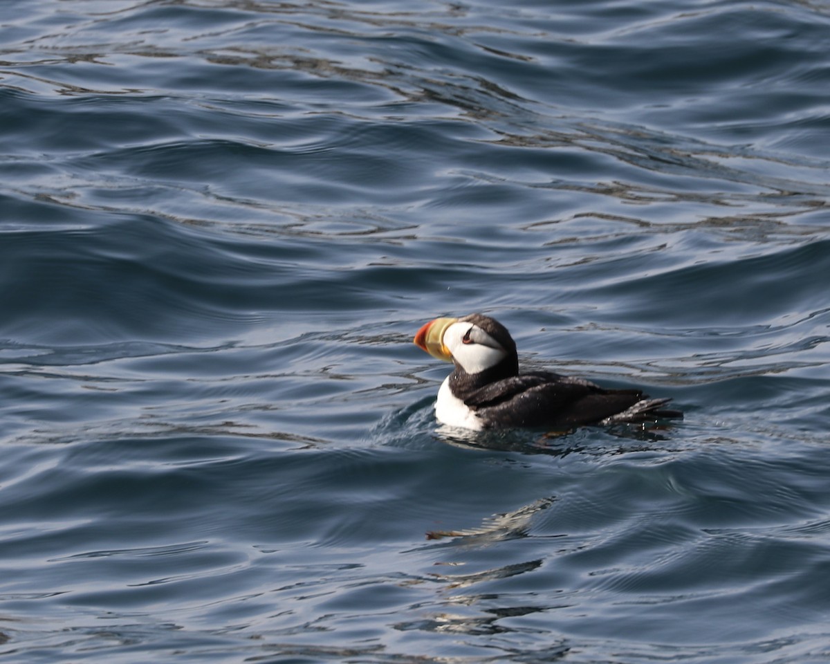 Horned Puffin - ML620005709