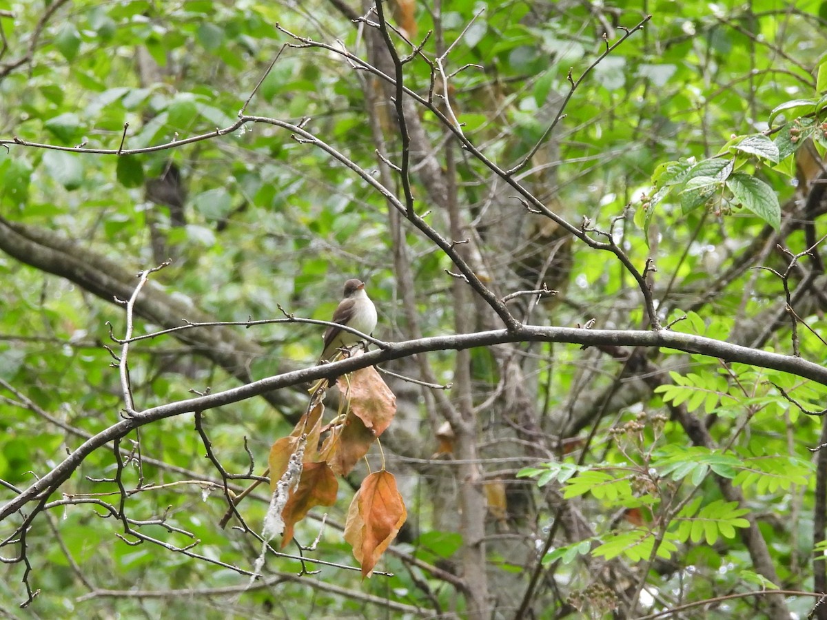 Willow Flycatcher - ML620005715