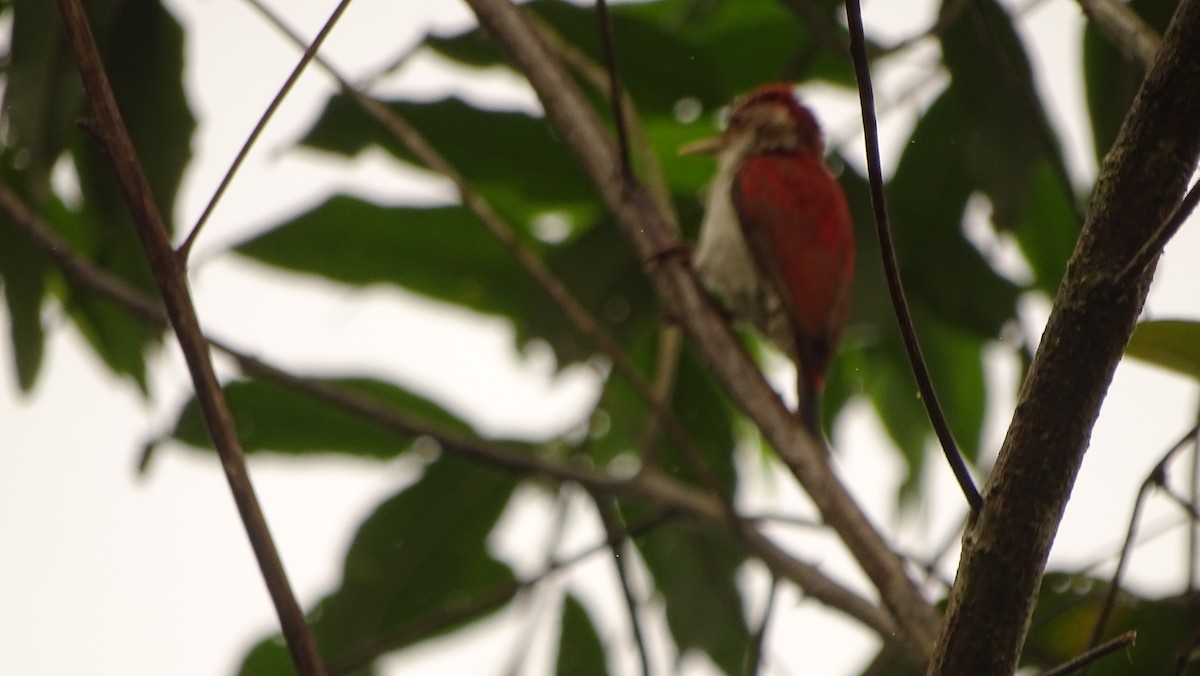 Scarlet-backed Woodpecker - ML620005729