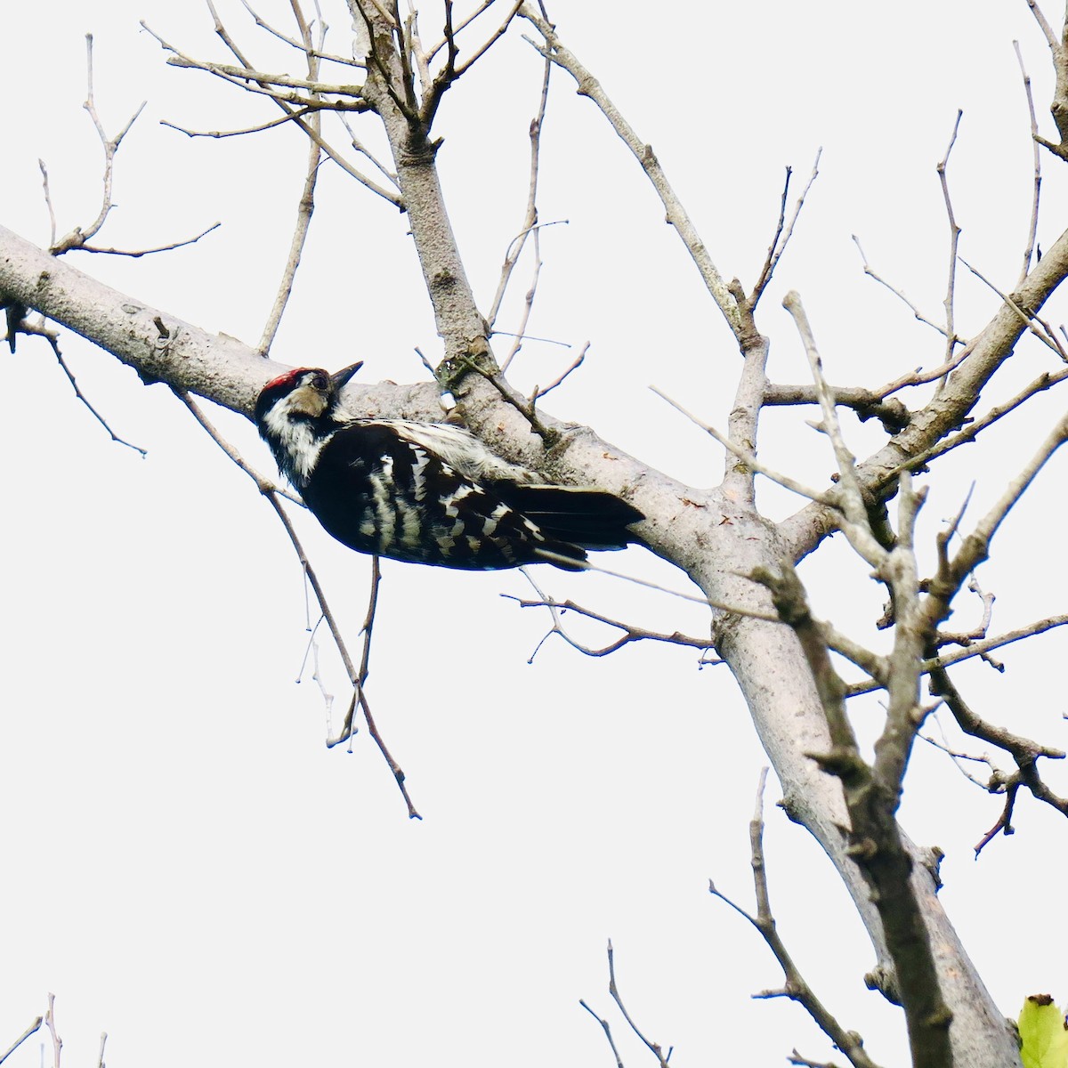 Lesser Spotted Woodpecker - ML620005738