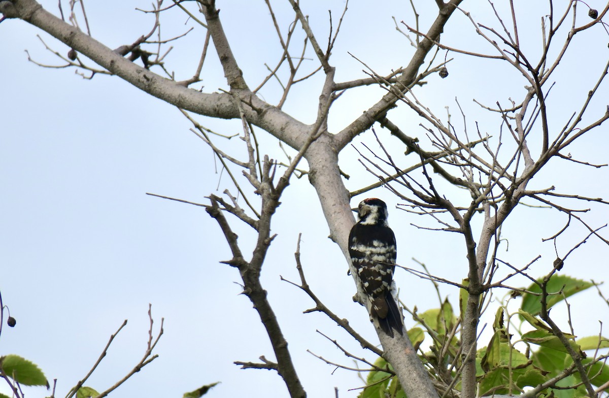 Lesser Spotted Woodpecker - ML620005739