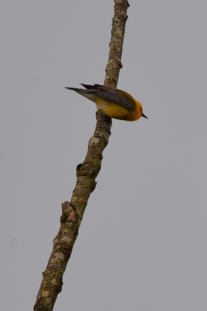 Prothonotary Warbler - ML620005746