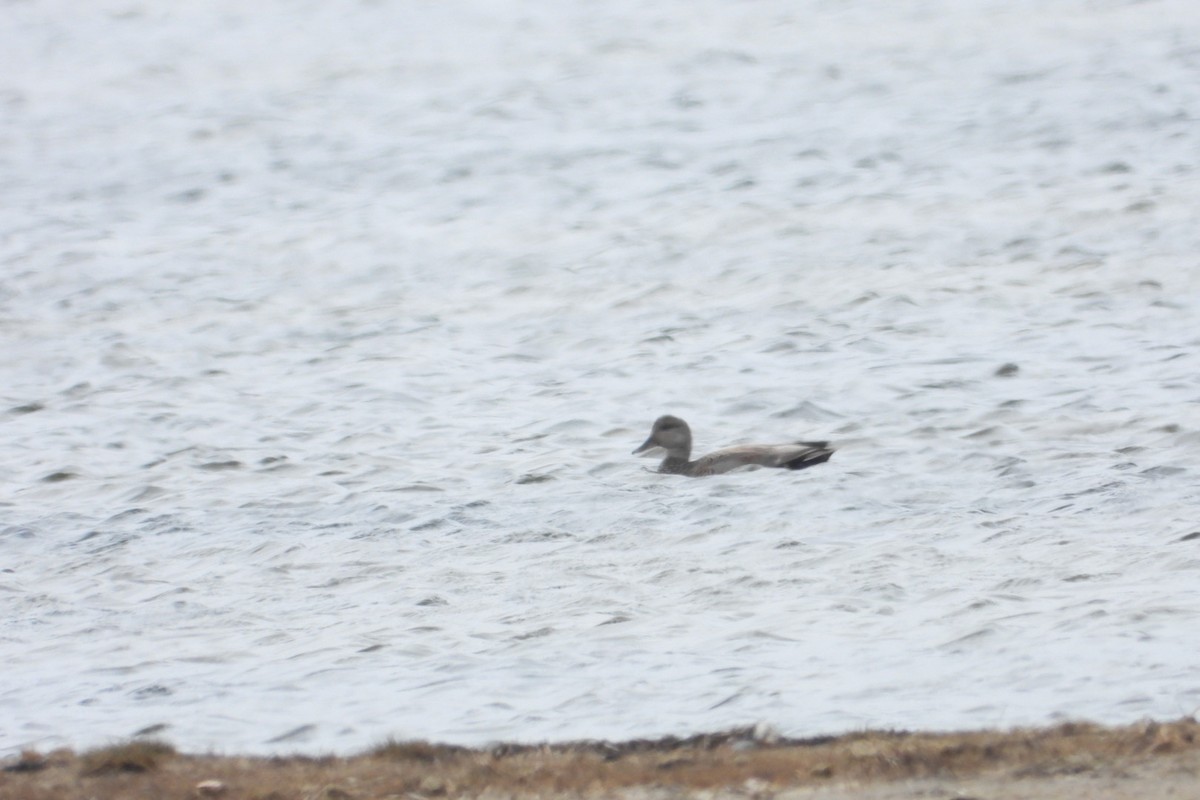 Gadwall - ML620005749