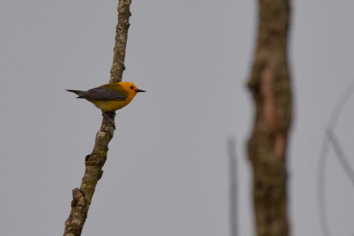 Prothonotary Warbler - ML620005751