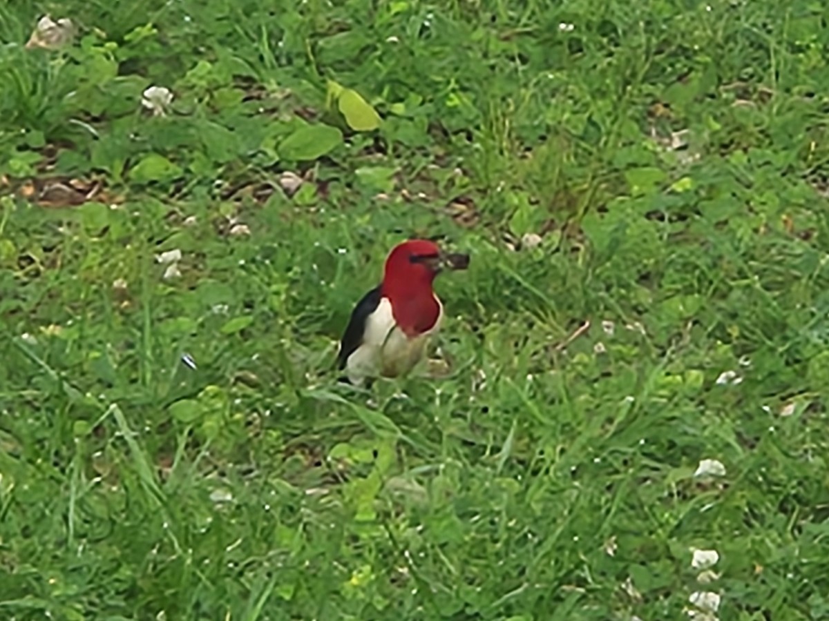 Red-headed Woodpecker - ML620005752
