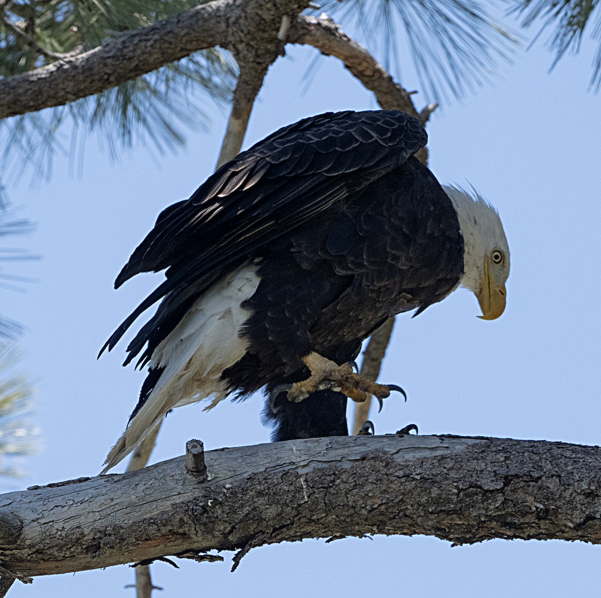 Bald Eagle - ML620005755