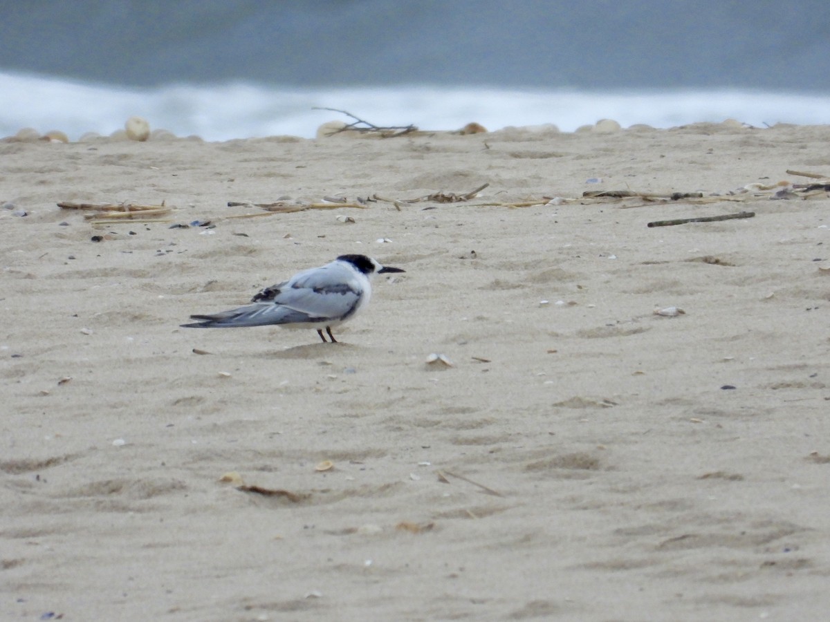 South American Tern - ML620005759