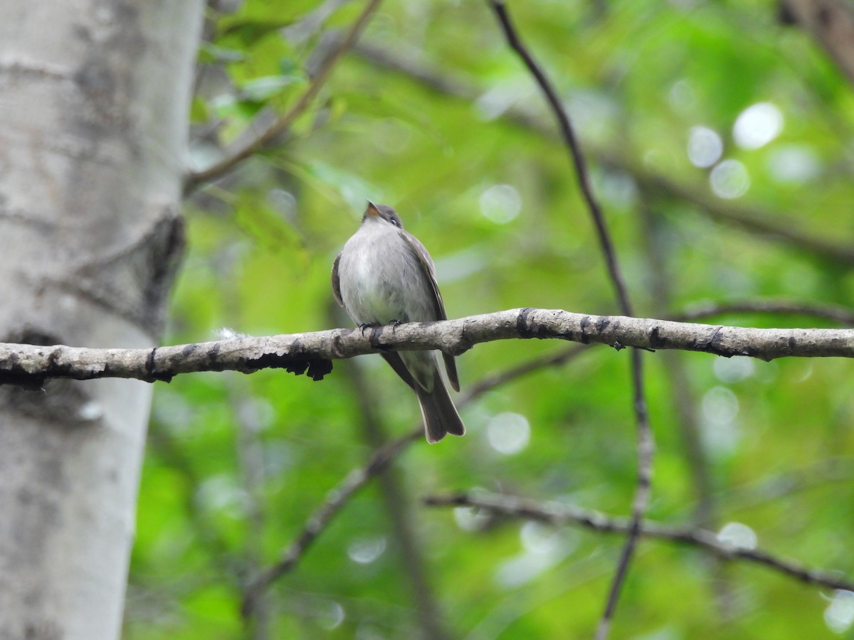 Western Wood-Pewee - ML620005760