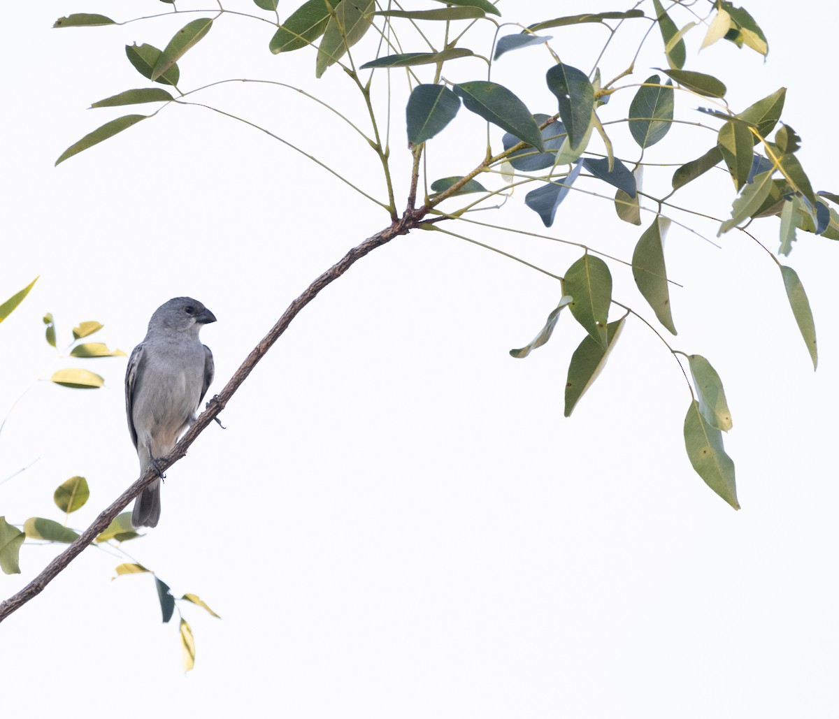 Plumbeous Seedeater - ML620005761