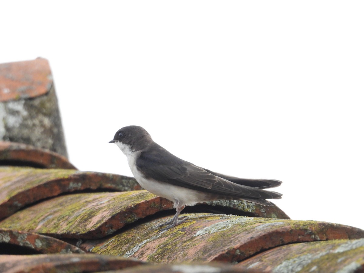 Golondrina Barranquera - ML620005767