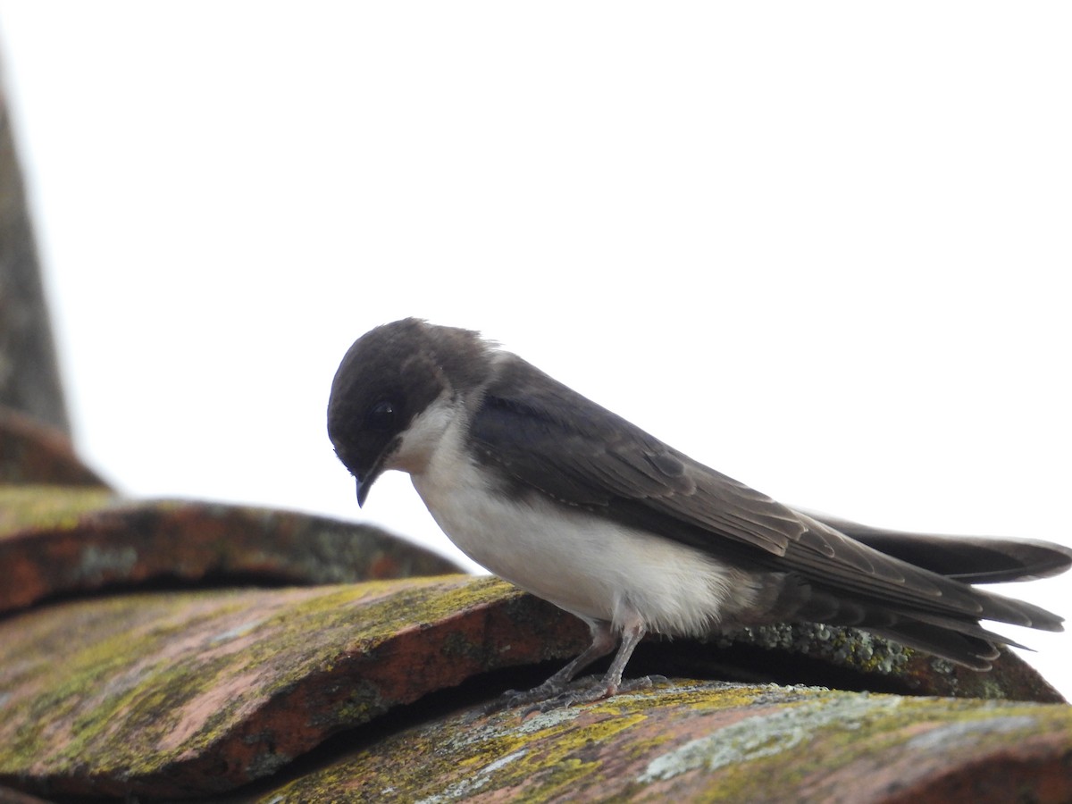 Blue-and-white Swallow - ML620005768