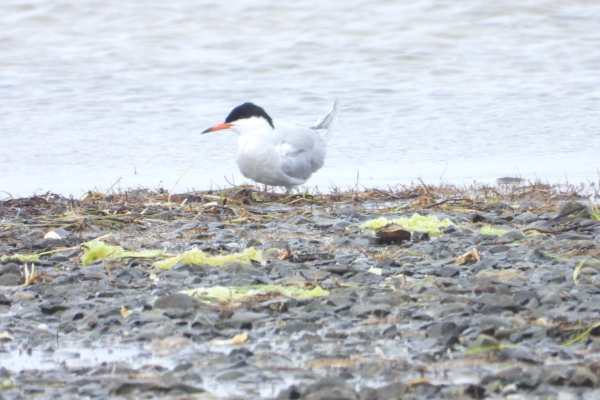 Common Tern - ML620005773