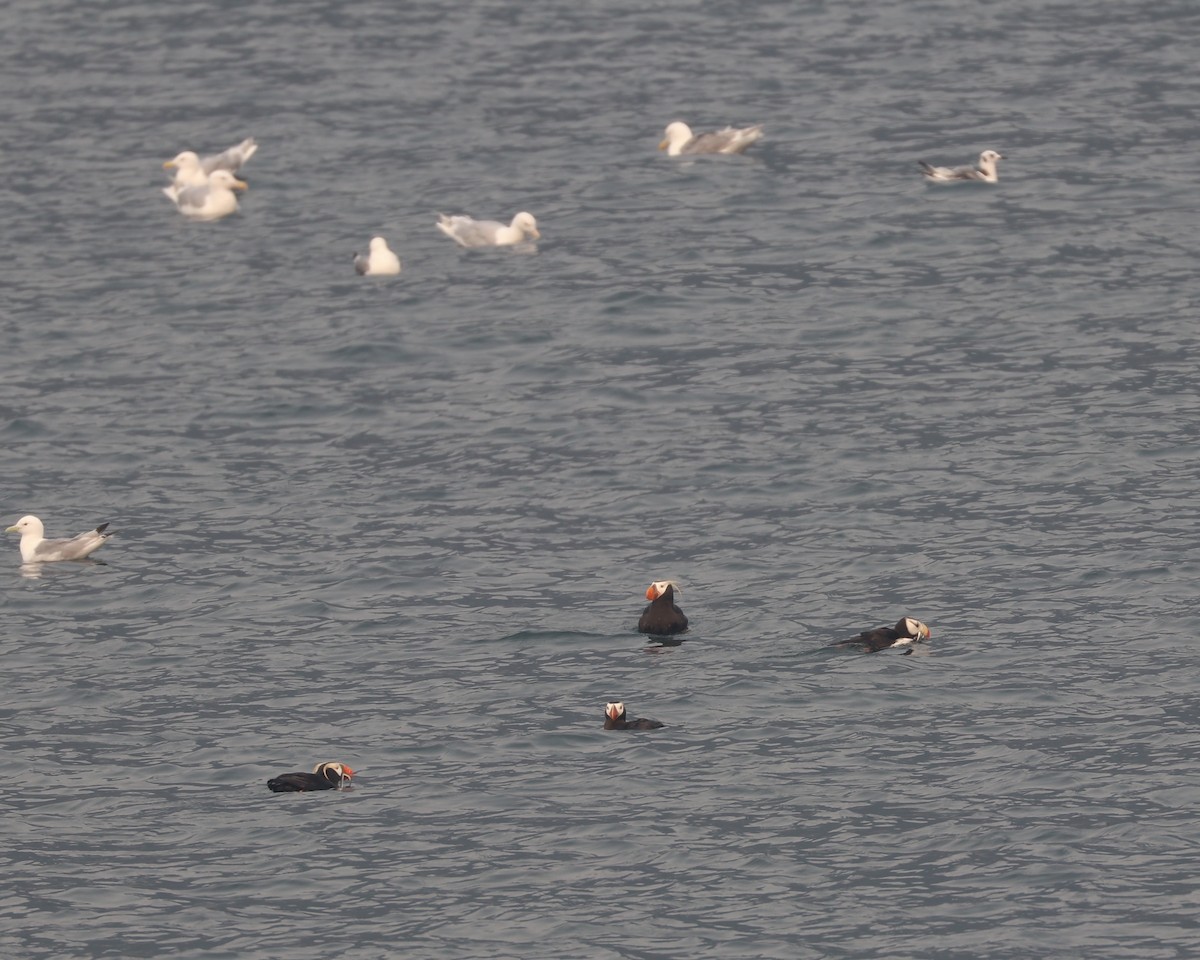 Tufted Puffin - ML620005782