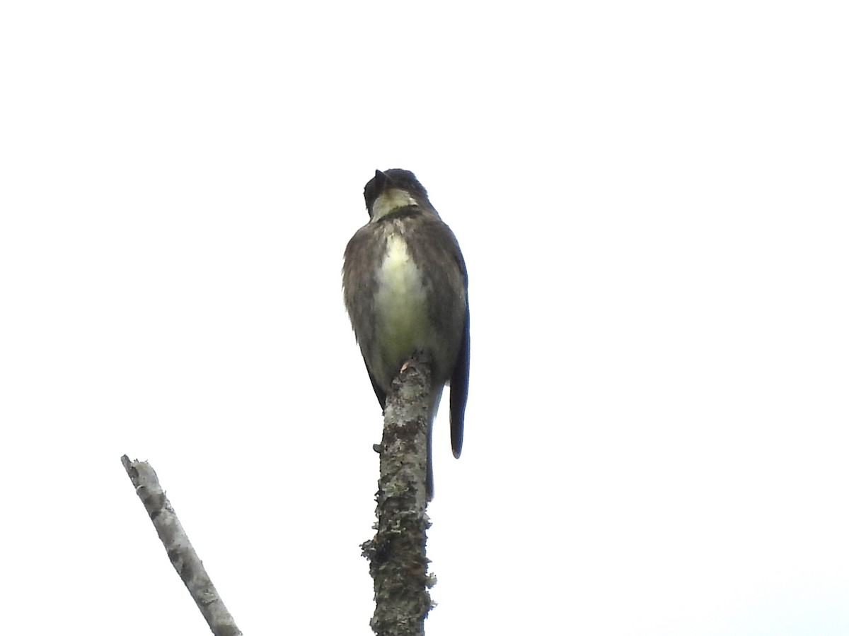 Olive-sided Flycatcher - ML620005802