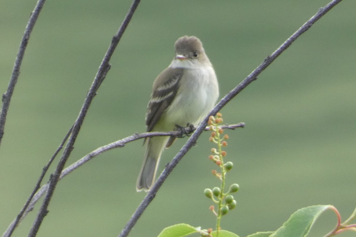 Willow Flycatcher - ML620005826