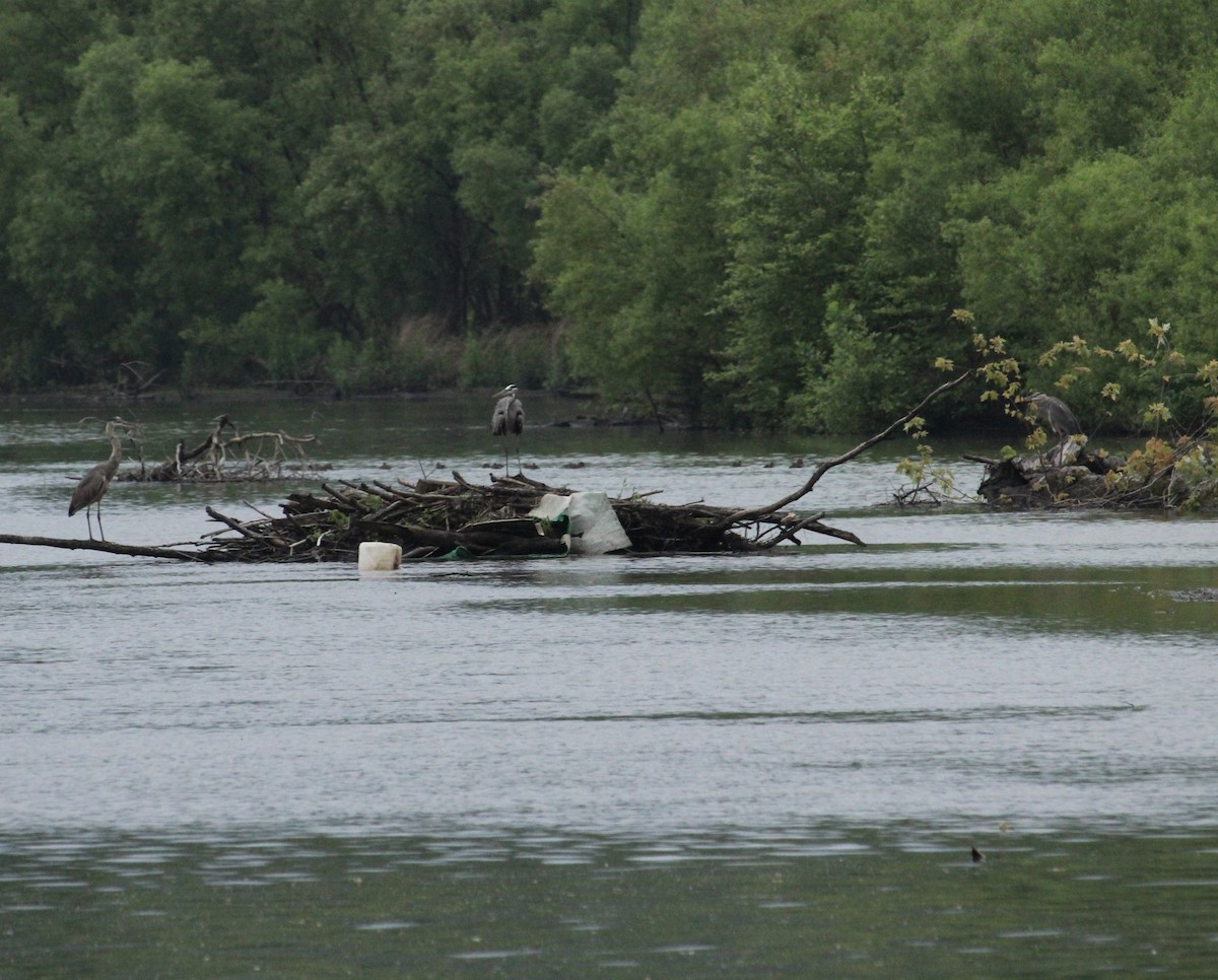 Great Blue Heron - ML620005829