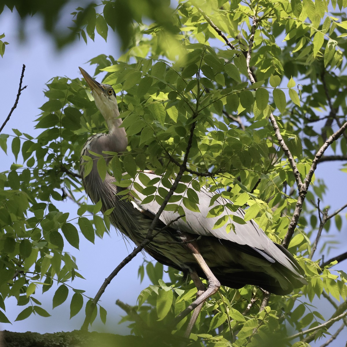 Great Blue Heron - ML620005833