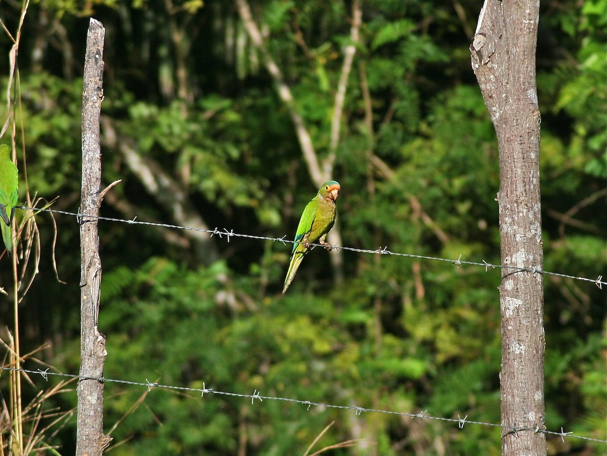 Aratinga Frentinaranja - ML620005835