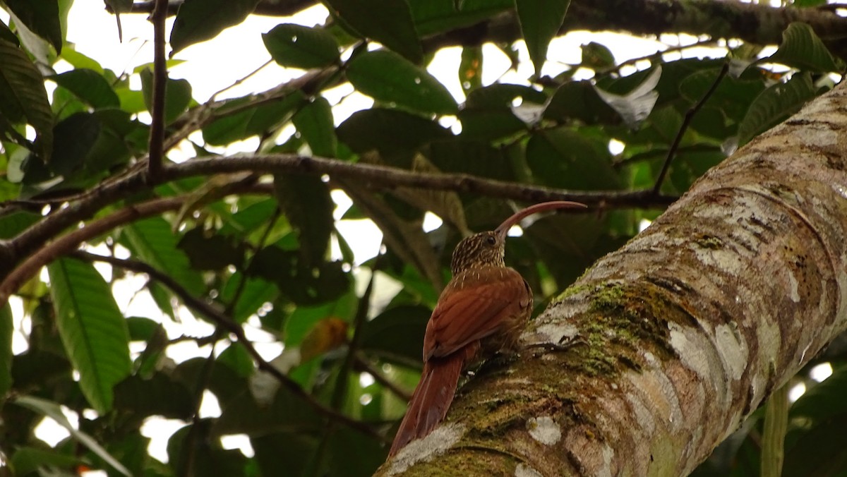 Red-billed Scythebill - ML620005838