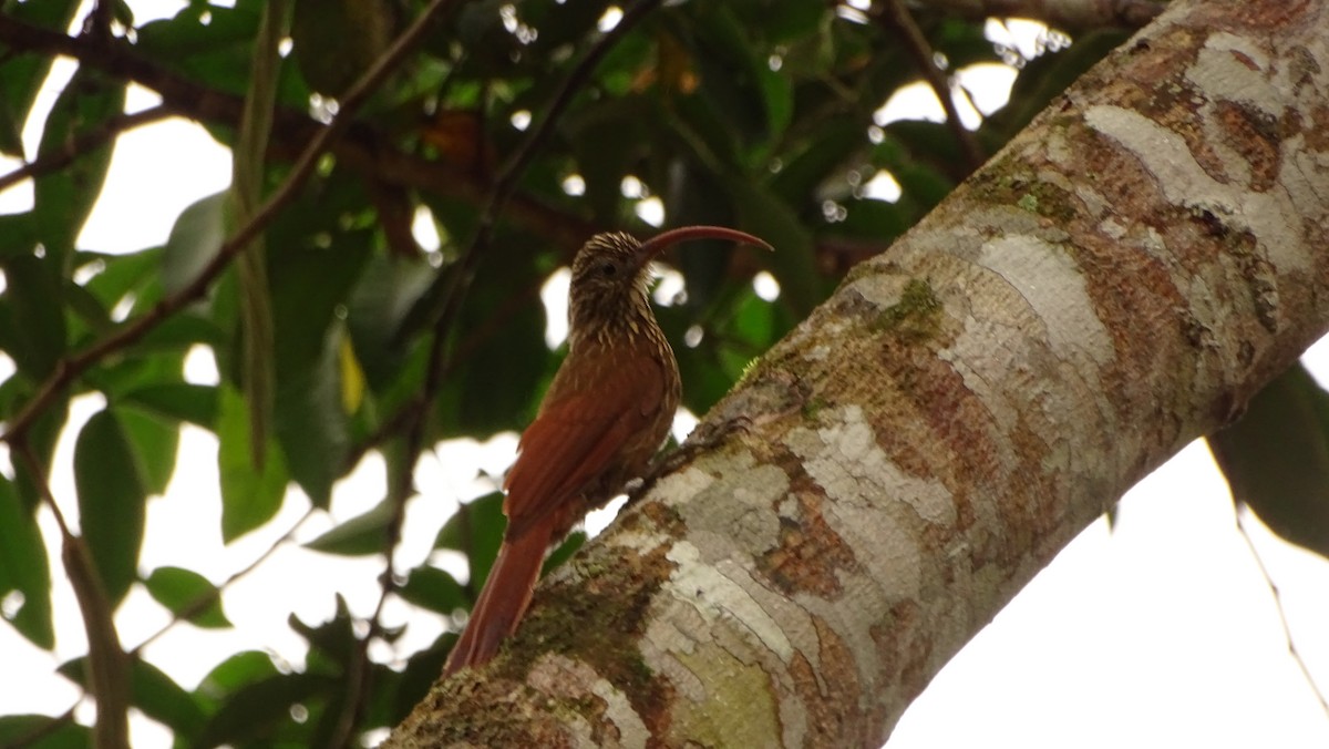 Red-billed Scythebill - Francisco Sornoza