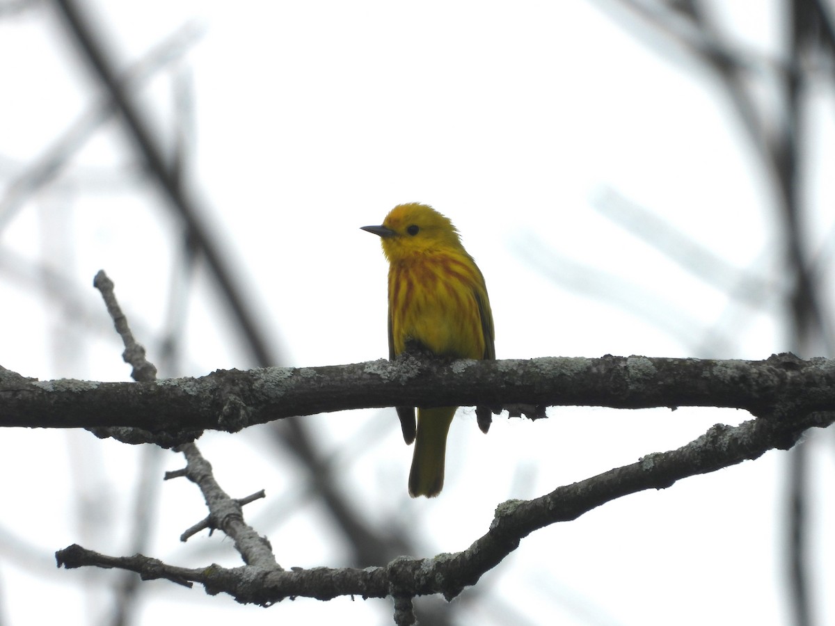 Yellow Warbler (Northern) - ML620005842