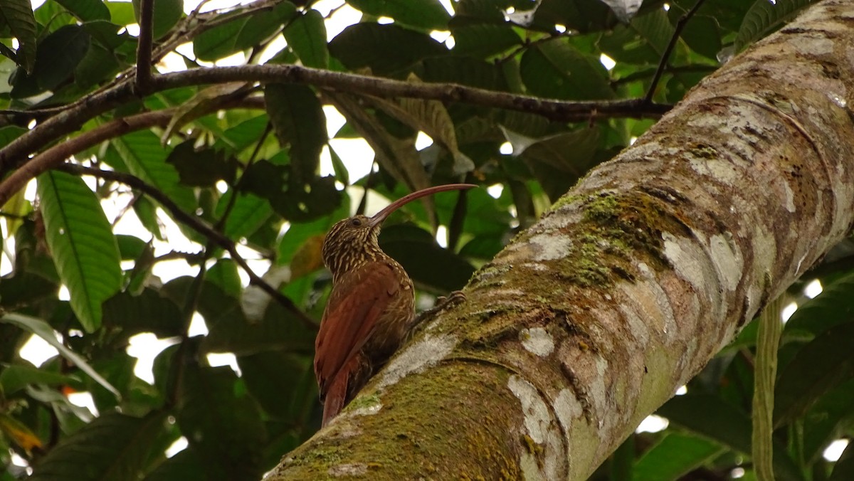 Red-billed Scythebill - ML620005847