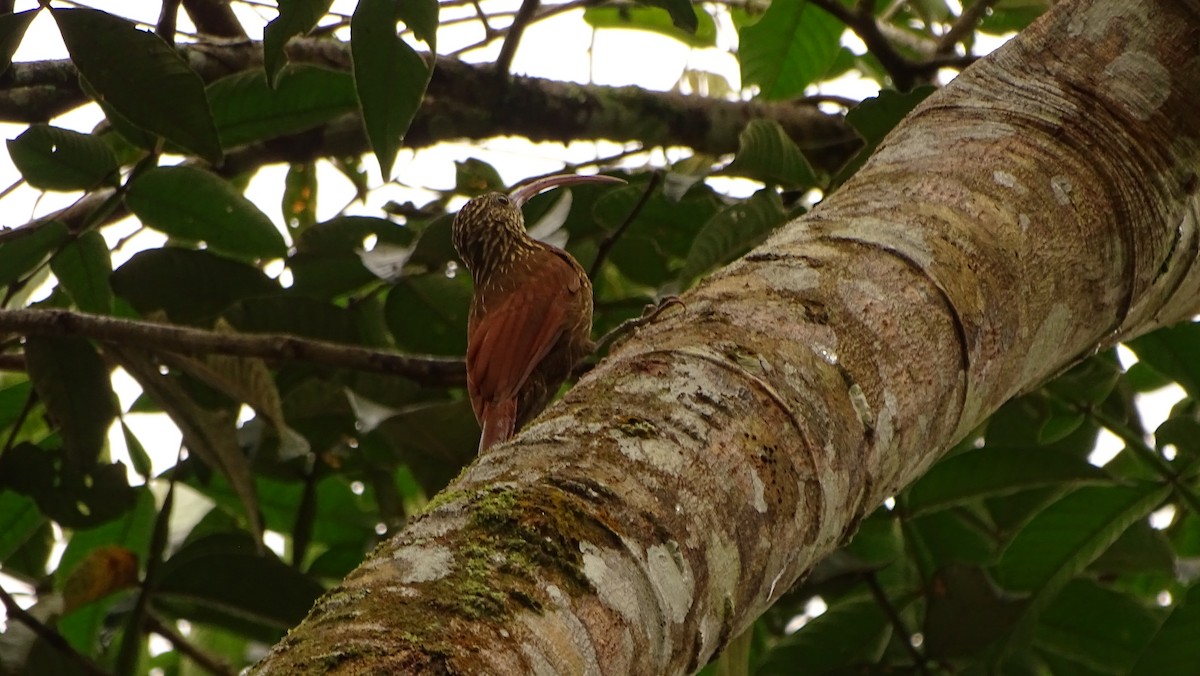 Red-billed Scythebill - ML620005850