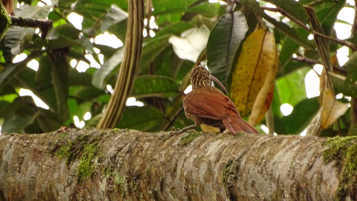 Red-billed Scythebill - ML620005854