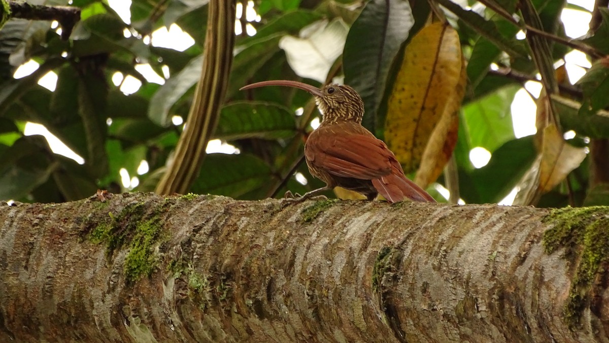 Red-billed Scythebill - ML620005855