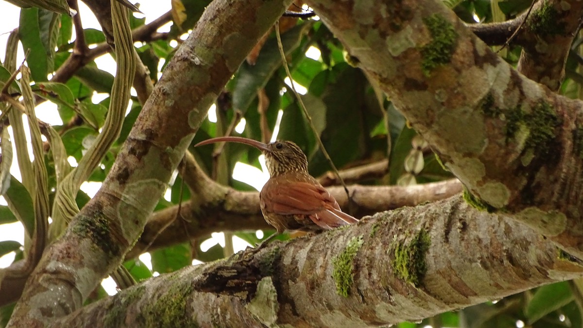 Red-billed Scythebill - ML620005856