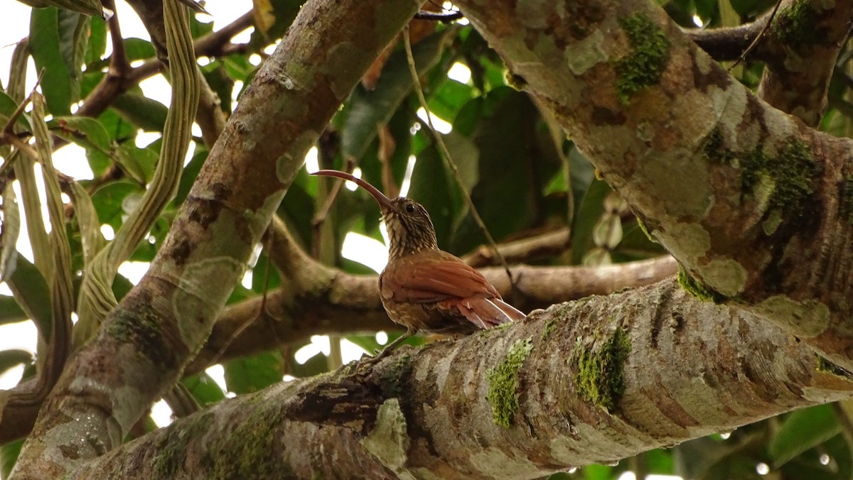 Red-billed Scythebill - ML620005857