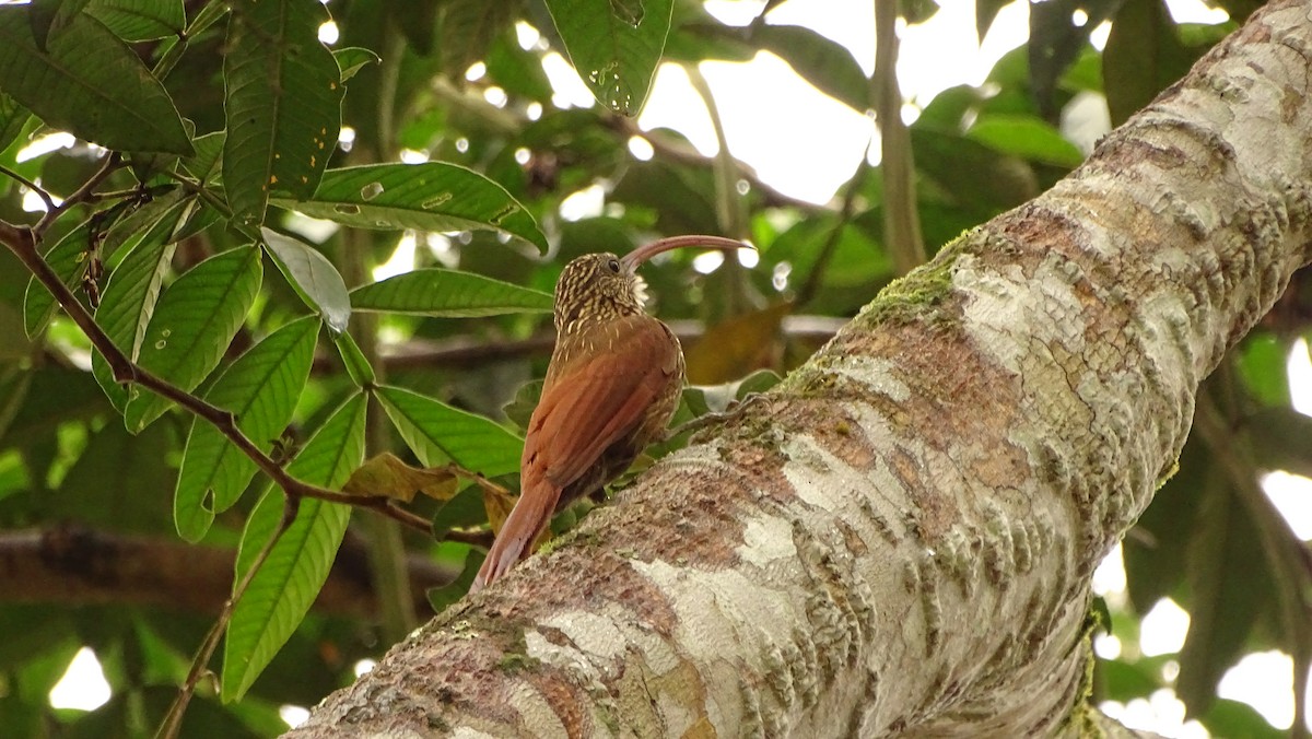 Red-billed Scythebill - ML620005860