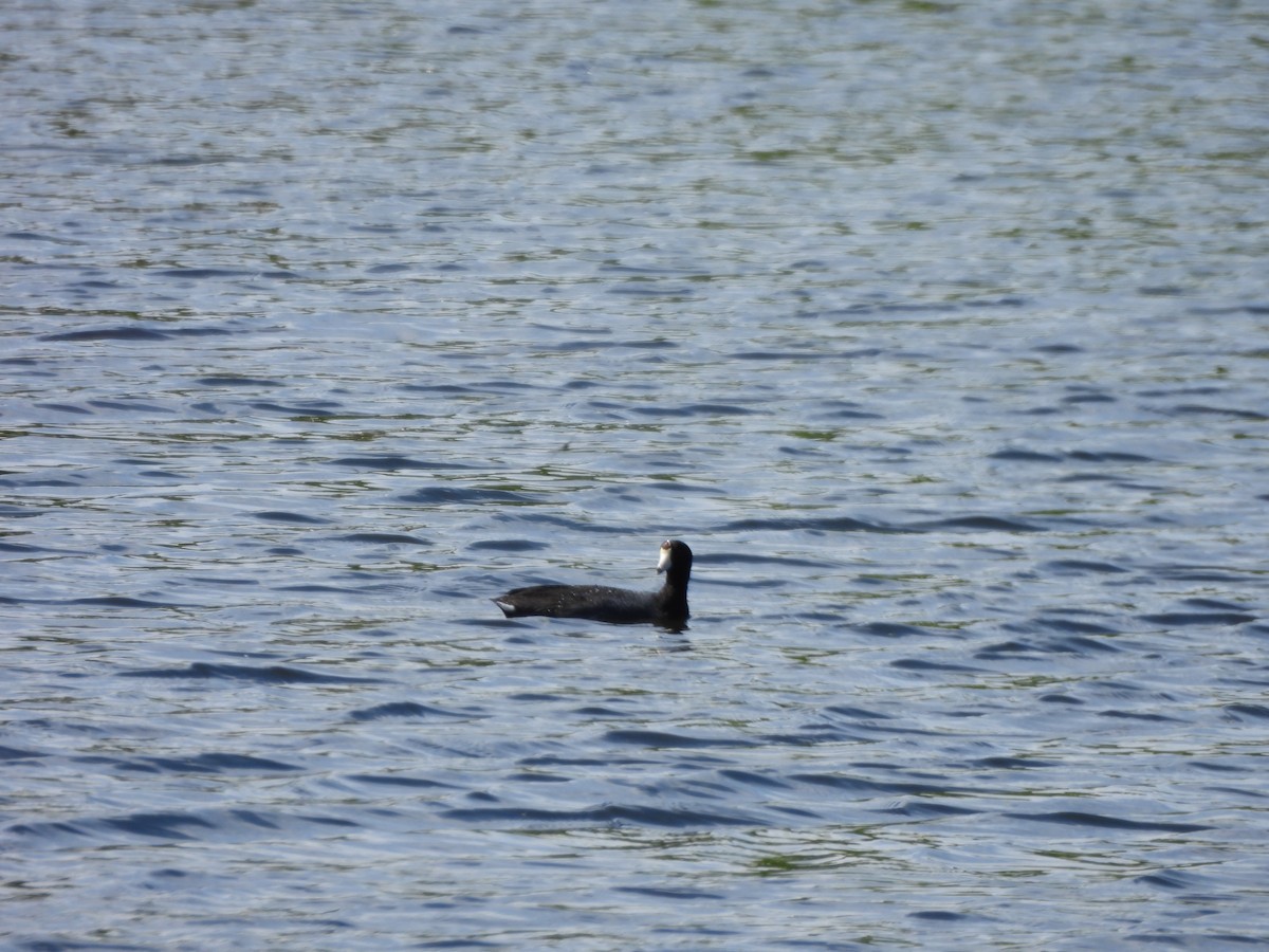 American Coot - ML620005868