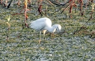 Great Egret - ML620005872