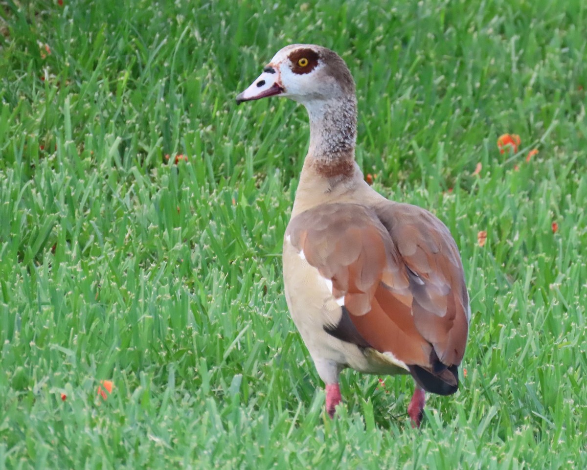 Egyptian Goose - ML620005884