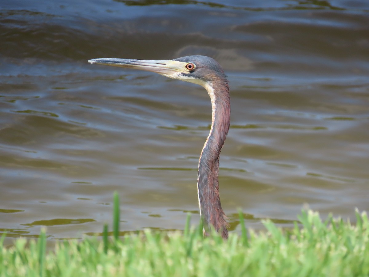 Tricolored Heron - ML620005917