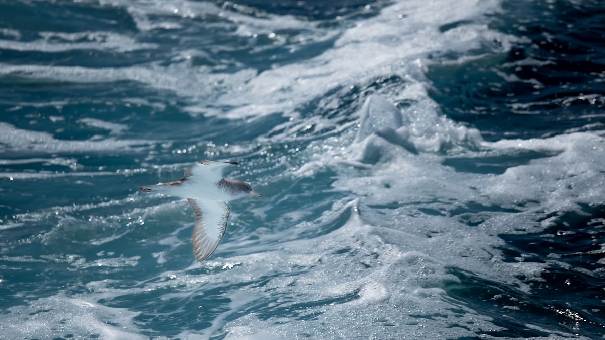 Cory's Shearwater - ML620005922