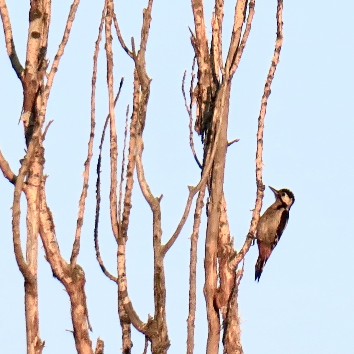 Syrian Woodpecker - ML620005925