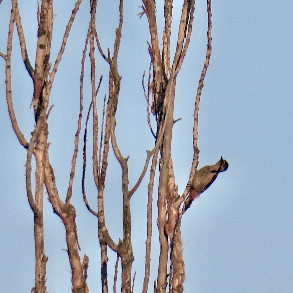 Syrian Woodpecker - ML620005926