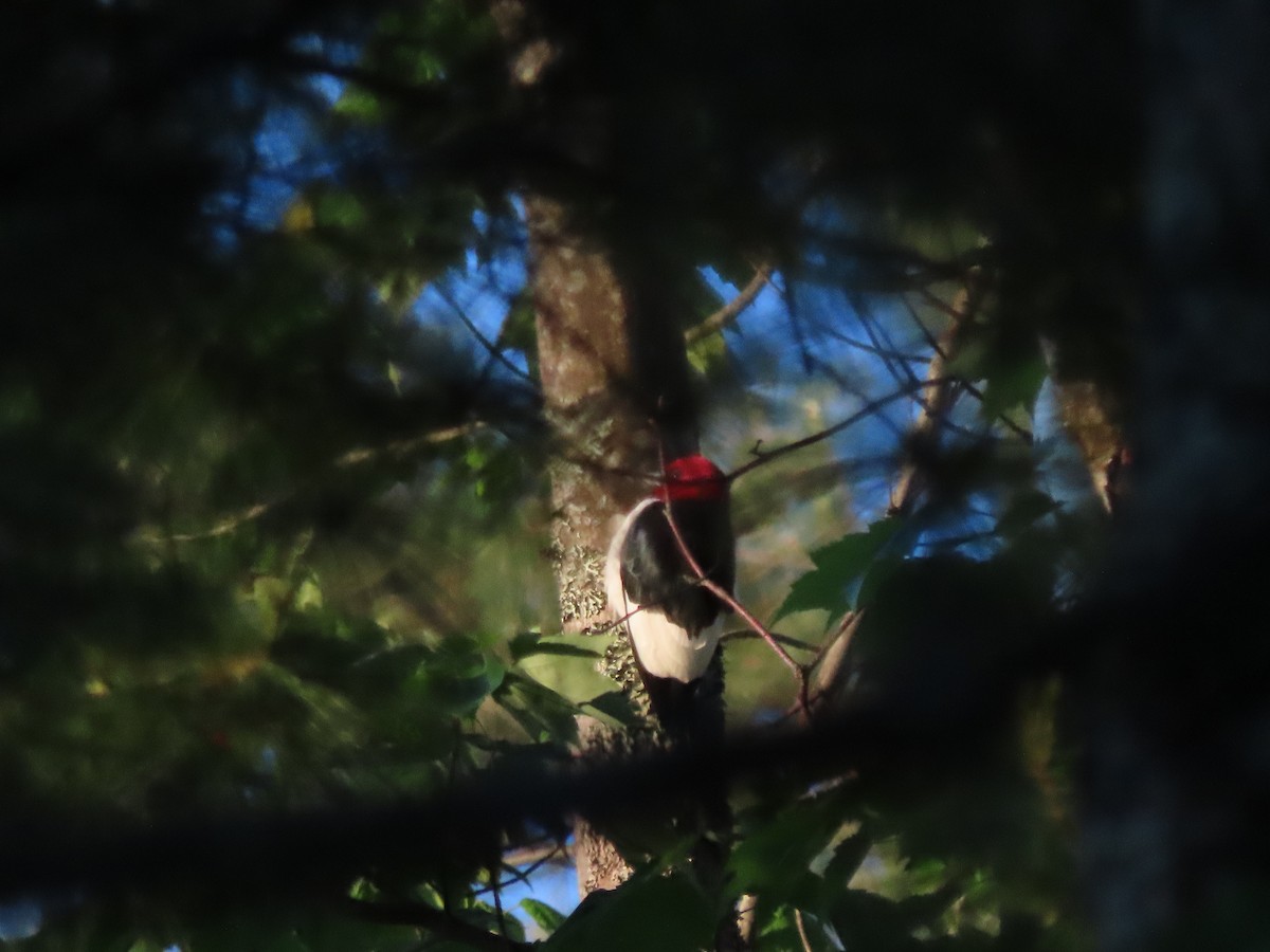 Red-headed Woodpecker - ML620005931