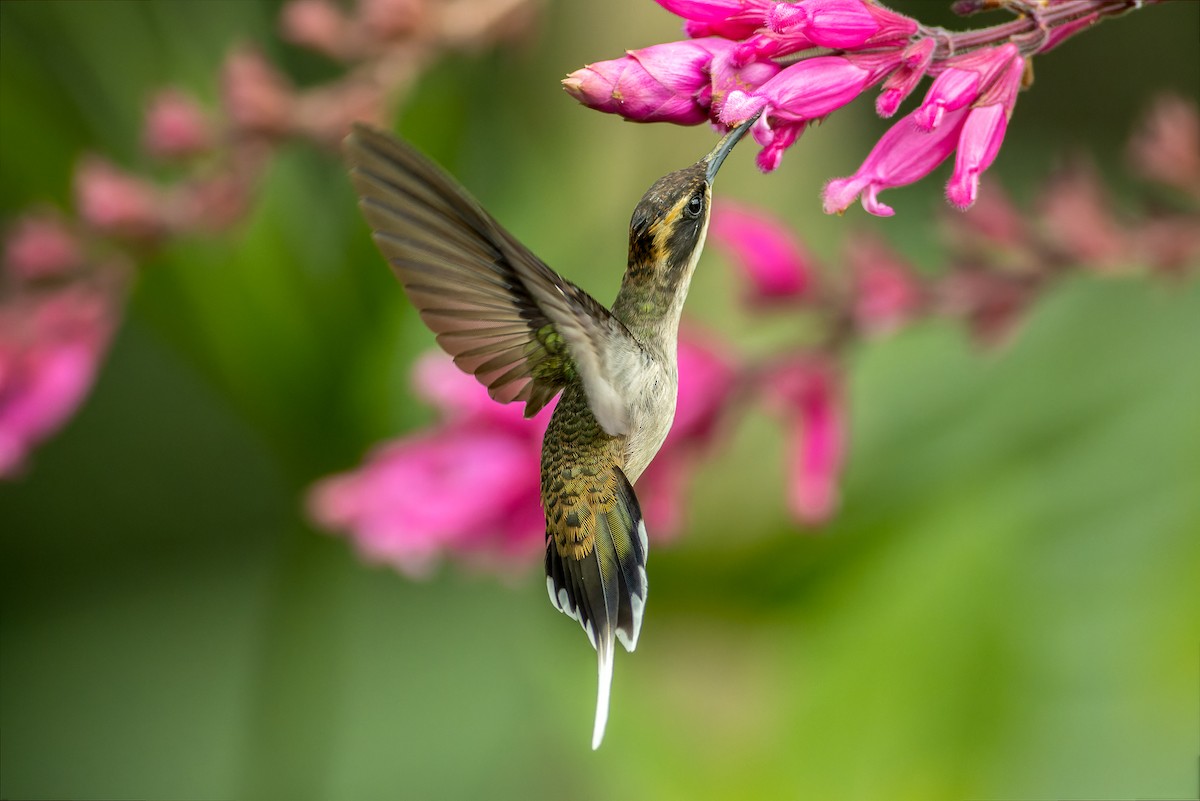 kolibřík pilozobý - ML620005935